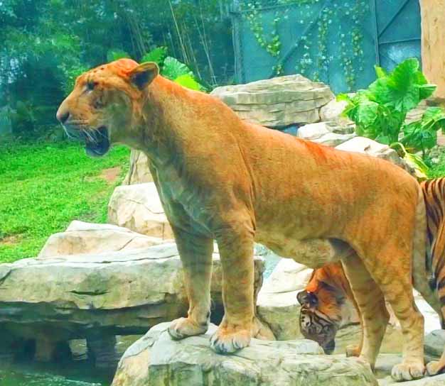 Liger Encosure at Hongshan Forest Liger Zoo at Jiangsu, China. 