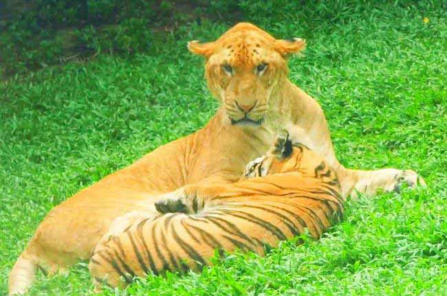 Liger History Hongshan Forest Liger Zoo.