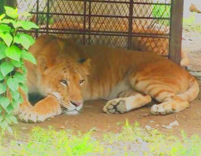 Male Liger Hongshan Forest Liger Zoo in Nanjing, Jiangsu, China.