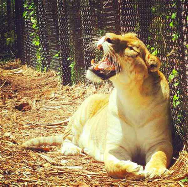 Vulcan the Liger at Jungle Island Liger Zoo at Miami in Florida.