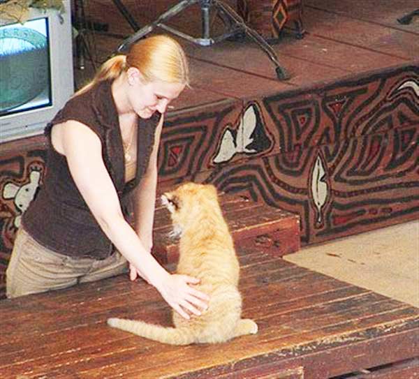 China York is always present at Jungle Island Liger Zoo whenever an event specifically takes places regarding Ligers.