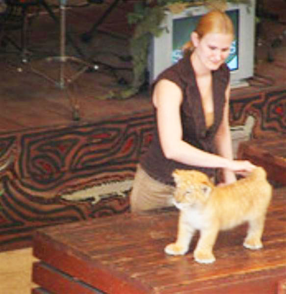 Liger Interaction at Liger Zoo at Jungle Island Miami, Florida, USA. 