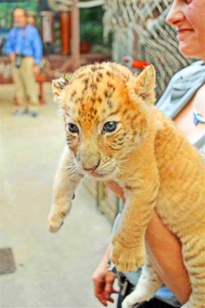 Liger Zoo White Liger Cubs Jungle Island, Miami, Displayed by China York.