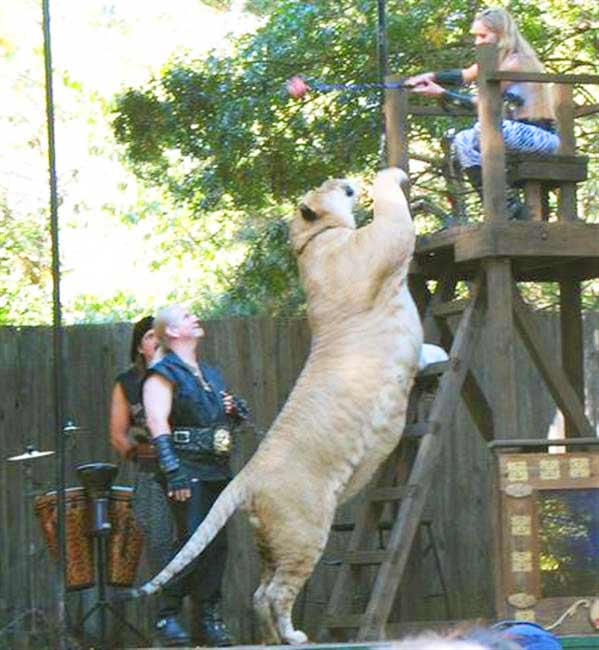 Liger Hercules eating a meat at King Richard's Faire Liger Zoo.