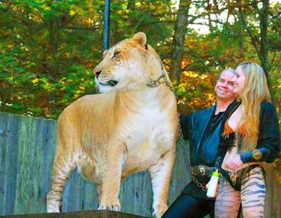 Liger Hercules King Richard's faire Liger Zoo.