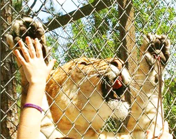 Female Liger at McCarthys Liger Zoo at West Palm Beach Florida.