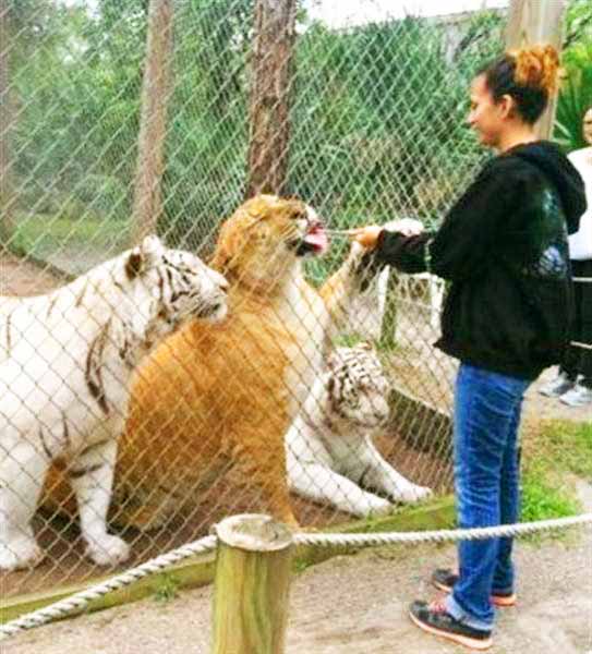 Liger having a meal at McCarthy Wildlife Sanctuary Liger Zoo in Florida.