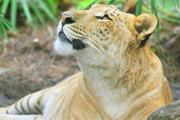 Liger at Mccarthys Wildlife Sanctuary in West Palm Beach, Florida, USA.