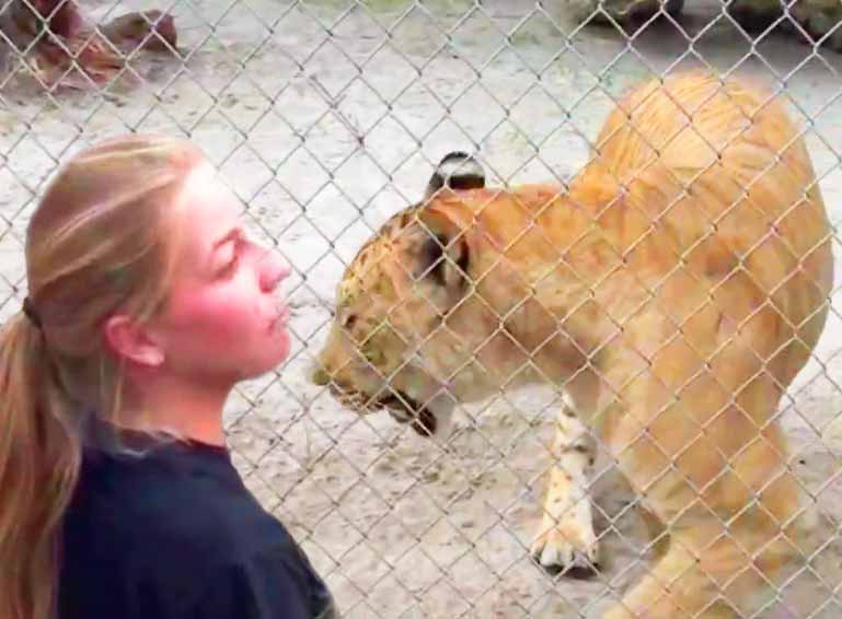 Liger at West Palm Beach Florida.