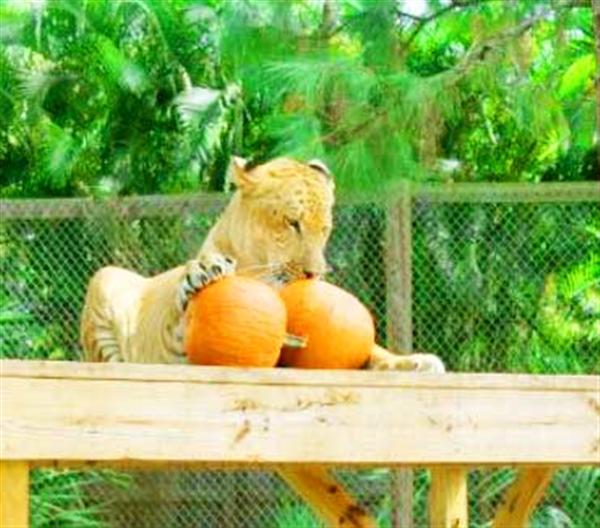 Liger Zoo - McCarthys Wildlife Sanctuary.