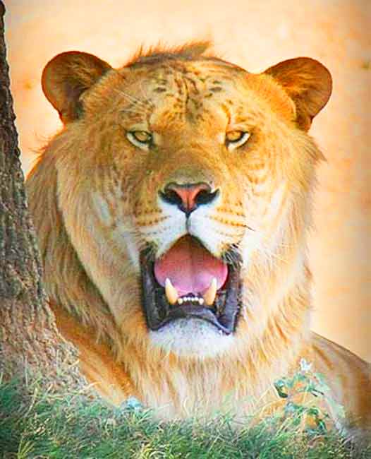 Liger sitting at its enclosure at McClelland Critter Liger Zoo in Alabama, USA.