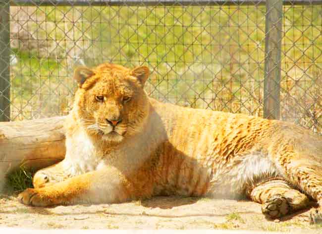 Tom the Liger at McClelland Critter Zoo at Alabama, USA. 