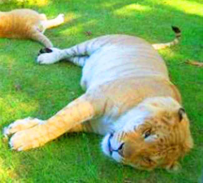 Liger Zoo McClelland Critter Zoo at Alabama, USA. 