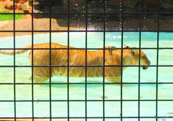 Ligers at Missouri Wild Animal Safari in Missouri, Stafford, USA.