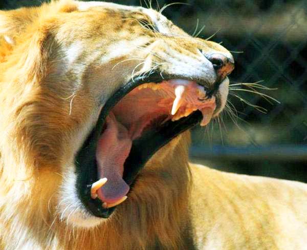 Liger Roar Missouri Wild Animal Safari Liger Zoo.