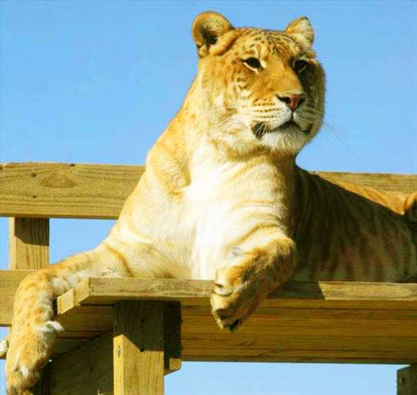 Liger at Missouri Wild Animal Safari Liger Zoo.