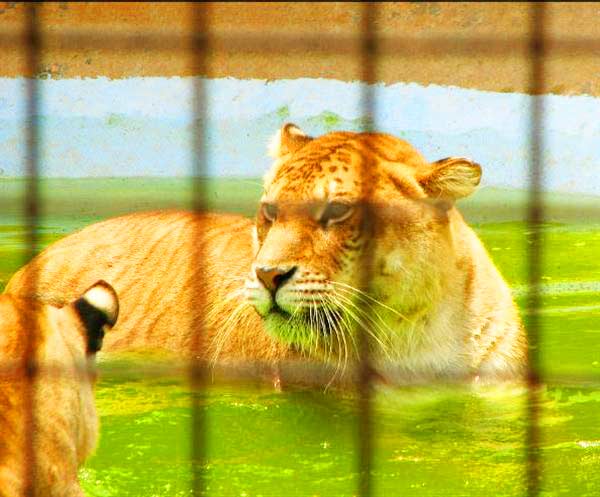 Liger Swimming at Wild Animal Safari at Stafford, Missouri, USA.