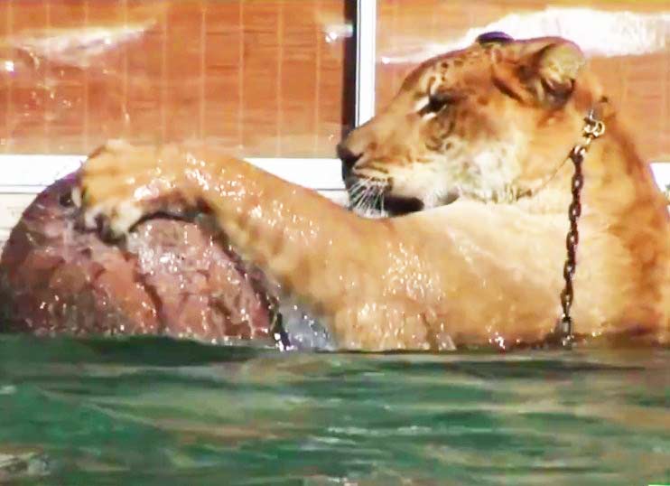 Hercules the Liger at Myrtle Beach Safari Liger Zoo