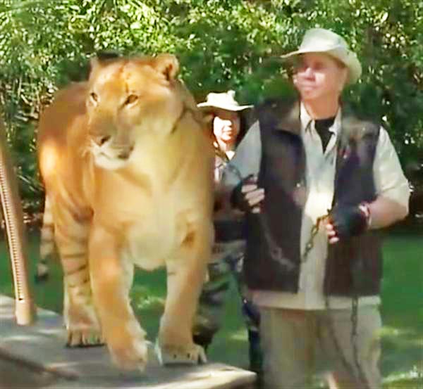 Liger Zoo Myrtle Beach Safari at South Carolina, USA. 