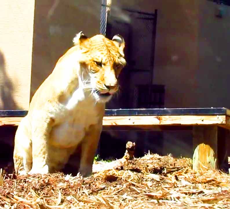 Liger Zoo and Liger Liger Enclosures at Myrtle Beach Safari.