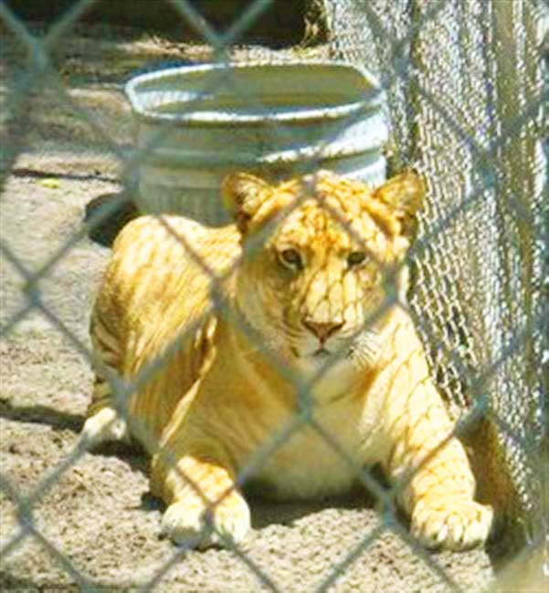 Liger Enclosure Noah's Lost ark Liger Zoo, Berling Center, Ohio, USA.