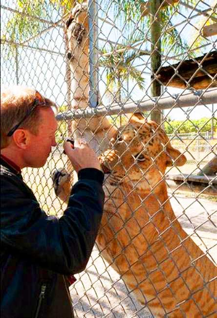 Kira the Female Liger at Noah's Lost Ark Liger Zoo in Ohio, USA. 