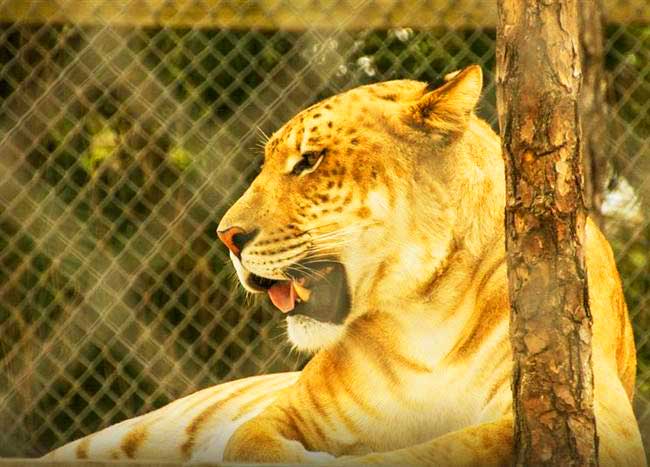 Popular Liger Zoo Noahs Lost Ark, Berlin Center, Ohio, USA.