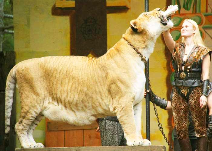 Hercules the Liger at Ren Faire Liger Zoo in Virginia USA.