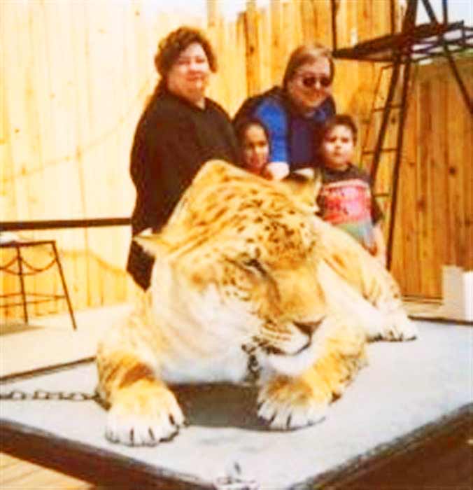 Samson the Liger at Ren Faire in Virginia, USA.