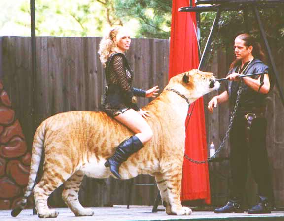 Ren Faire Liger Zoo is very popular at Virginia, USA.