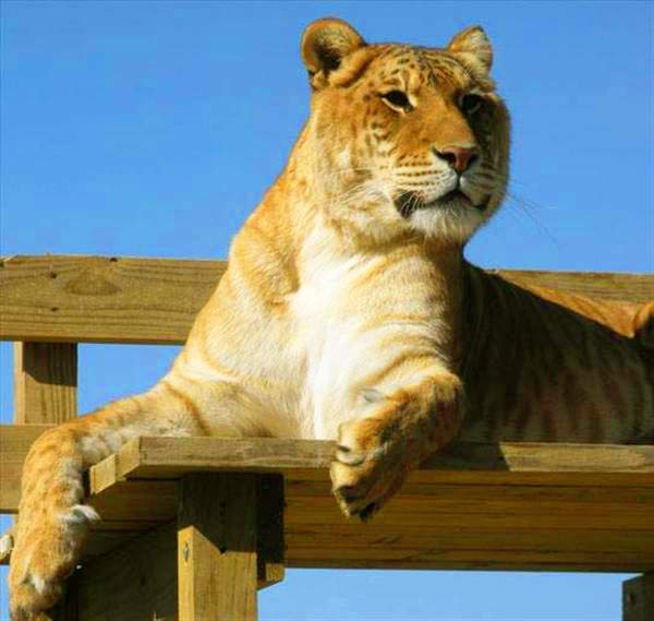 A Liger at its enclosure - Serenity Springs Wildlife Center Liger Zoo, at Calhan, Colorado, USA.