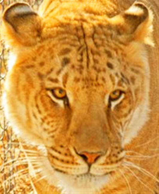 Liger Experience at Serenity Springs Wildlife Center Liger Zoo at Colorado.