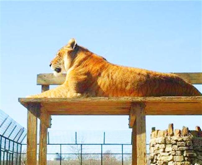 Shakira the Liger at Serenity Springs Wildlife Center at Calhan, Colorado, USA. 