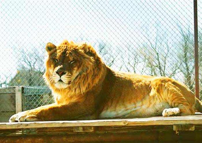 Liger Zoo - Serenity Springs Wildlife Center at Calhan, Colorado, USA.