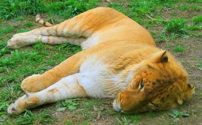 First Liger Generation at Shanghai Wild Animal Park Liger Zoo.