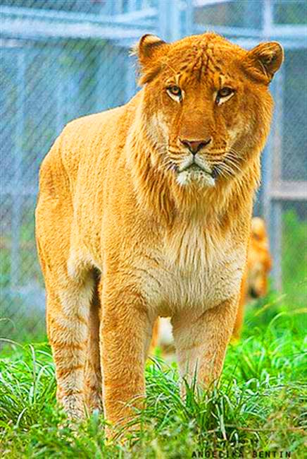 Liger at Shanghai Wild Animal Park in Shanghai, China.