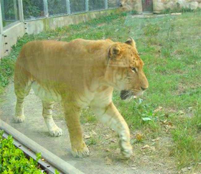 Liger at Shanghai Liger zoo also known as Shanghai Wild Animal Park in China.