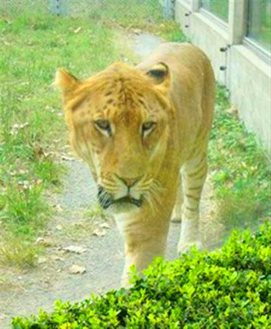 Popular Liger Zoo Shanghai Wild Animal Park in Shanghai, China.