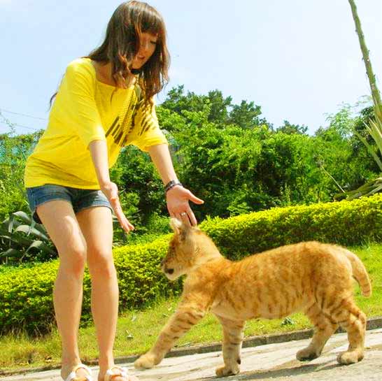 Liger Cub at Shenzhen Wildlife Liger Zoo. 