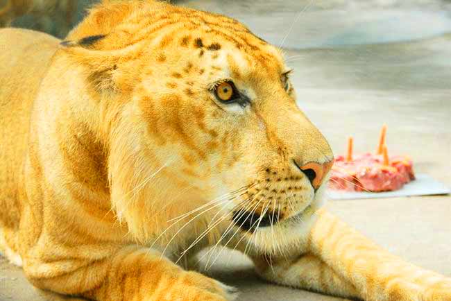 Liger Enclosure at Shenzhen Wildlife Liger Zoo in China.