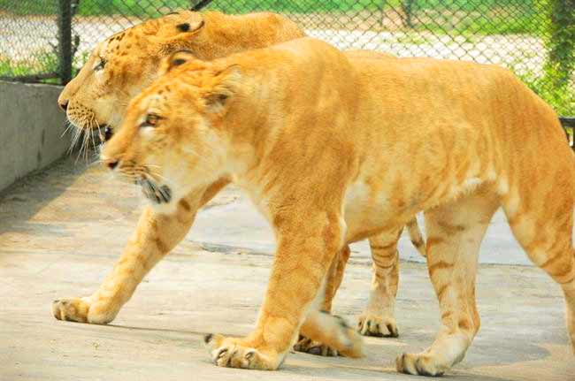 Male Liger - Shenzhen wildlife Liger Zoo.