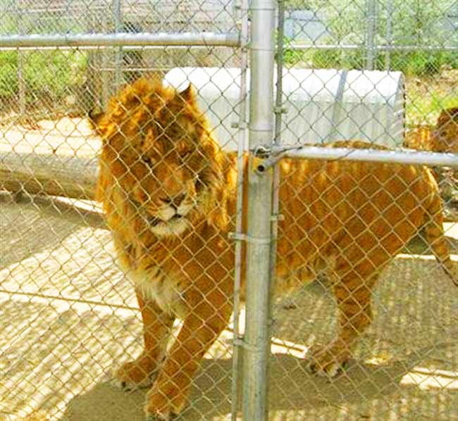 Liger Hobbs - Sierra Safari Zoo, Reno, Nevada, USA. 