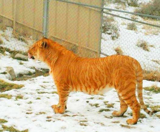 Female Liger Kalika at Sierra Safari Zoo, Nevada, USA.