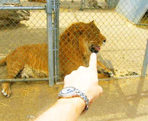 Liger Hobbs Weighed 1600 pounds. The Biggest Liger ever to Live on Planet Earth.