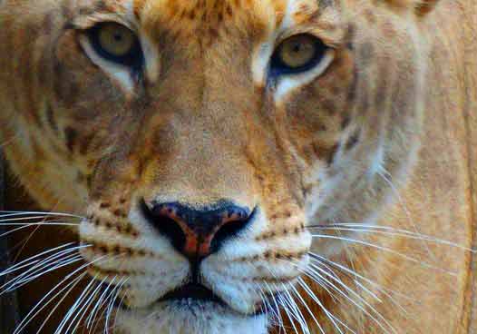 Liger Discovery - Liger Zoo Natal Zoological Gardens, South Africa.