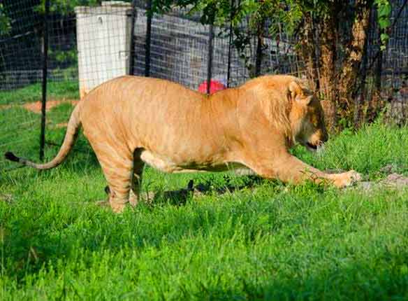 Liger experience at Natal Zoological Gardens Liger Zoo in South Africa.