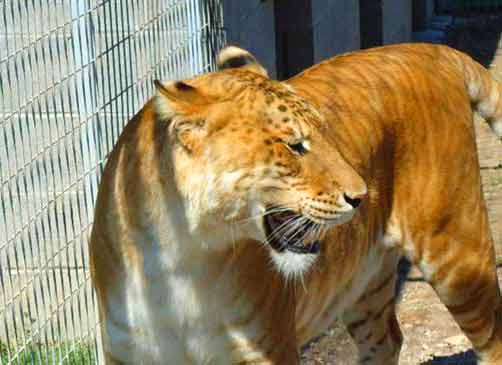 Liger Popularity at Natal Zoological Gardens Pietermartizburg, South Africa.