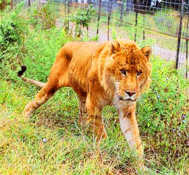 Liger Enclosure pingtung Rescue Center Tainan Taiwan. 