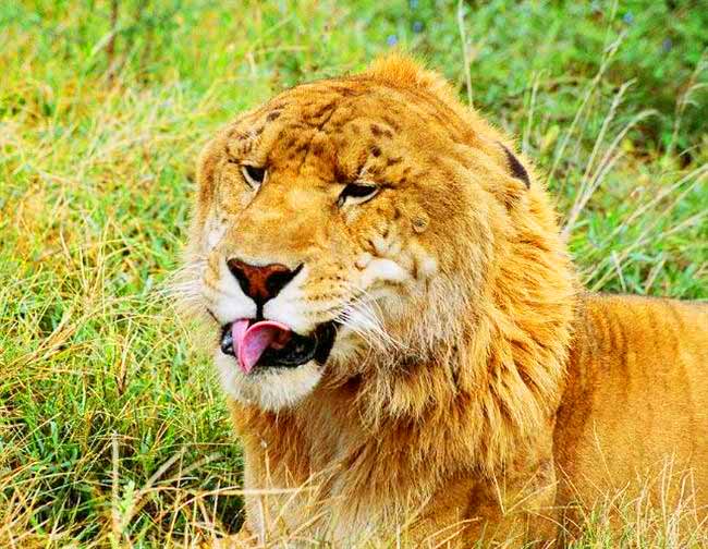 Liger Zoo in Tainan, Taiwan. 