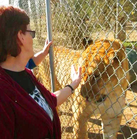 Wayne the Liger at its Enclosure at Tiger World Liger Zoo.